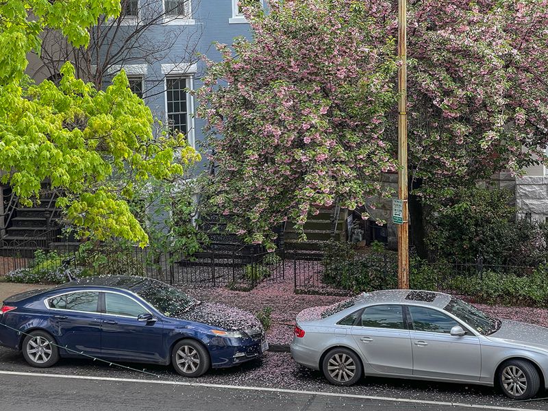 Life under a flowering tree