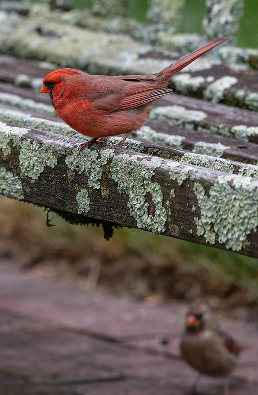 The showy Mr. Cardinal and his demure partner