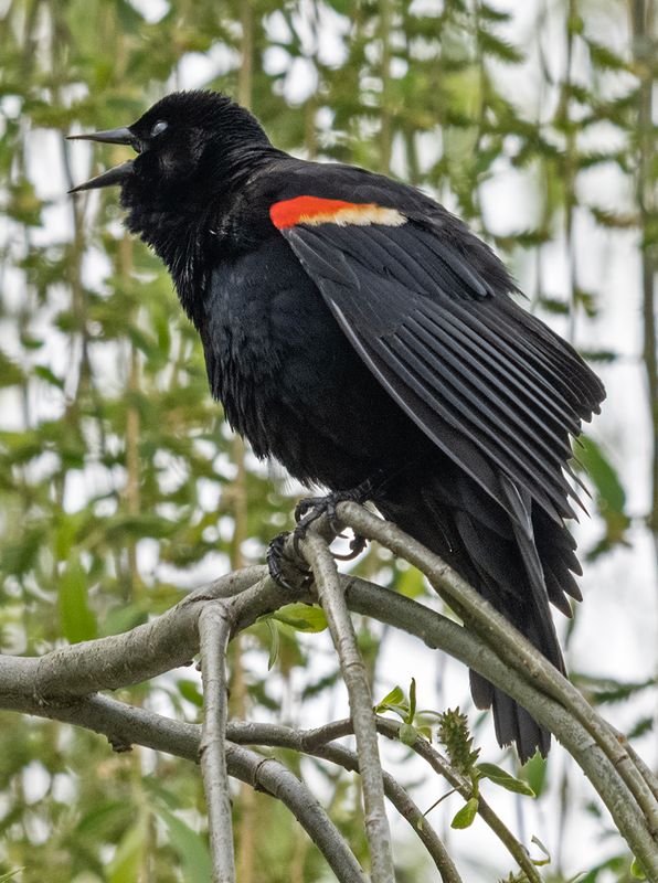 Red-winged blackbird with something to say
