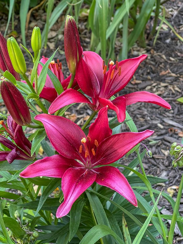 Its lily time again
