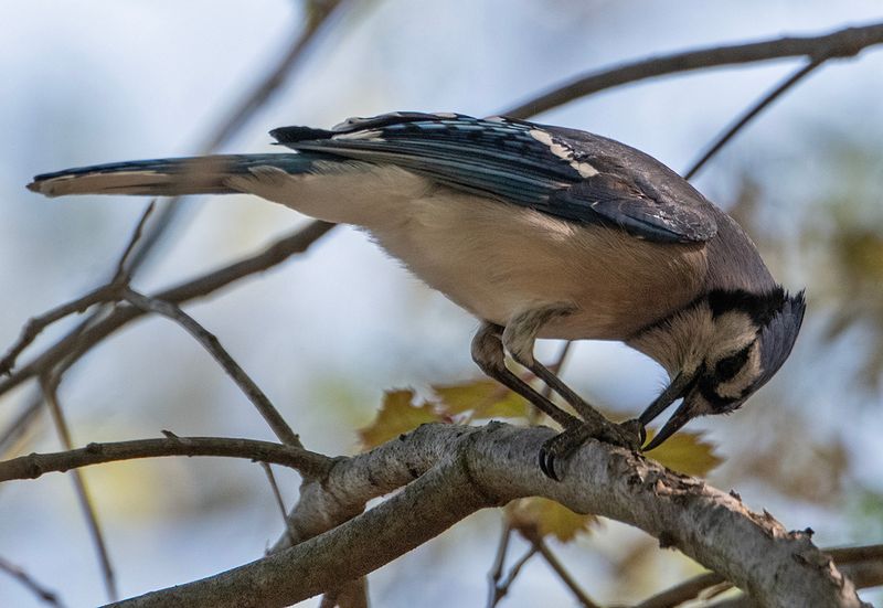 Busy blue jay