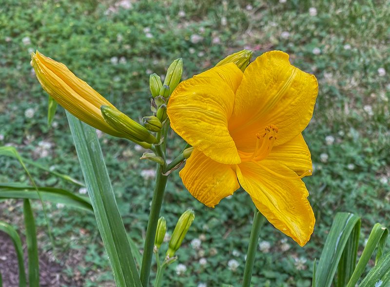 Neighboring lily