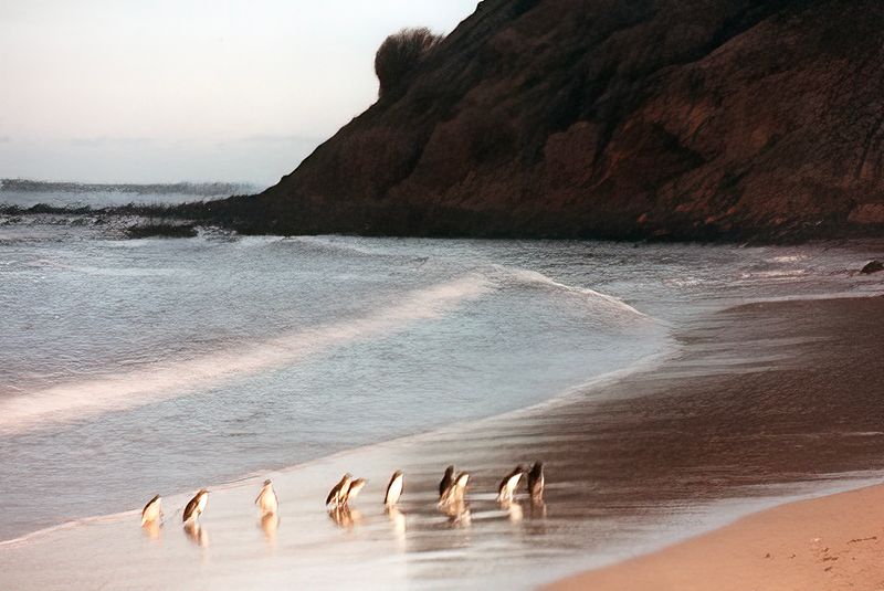 Penguin Parade, Phillip Island, VIC