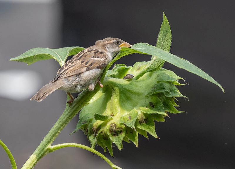 Finishing off the sunflower