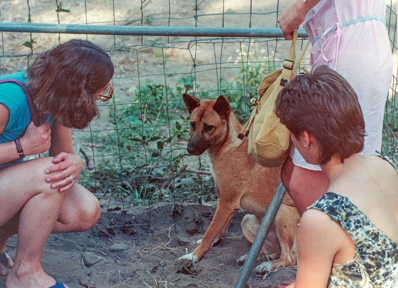 Visiting with a dingo, Cairns