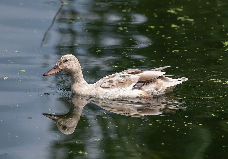 Unusual visitor at the gardens