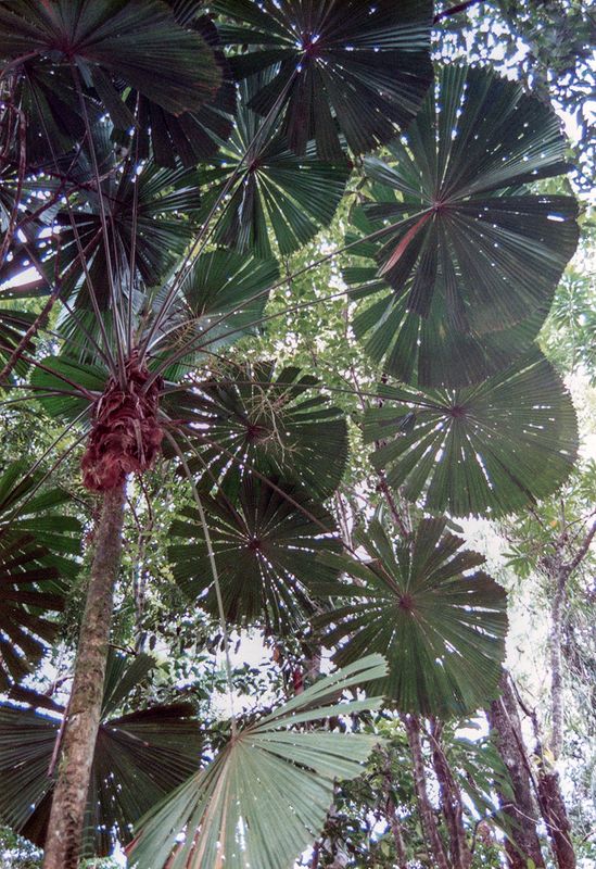 Rainforest, FNQ