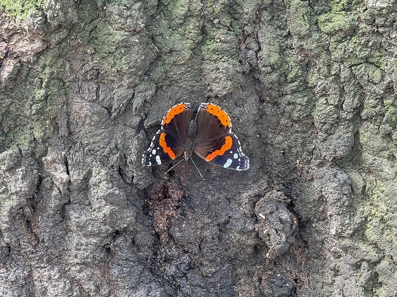Lincoln Park butterfly
