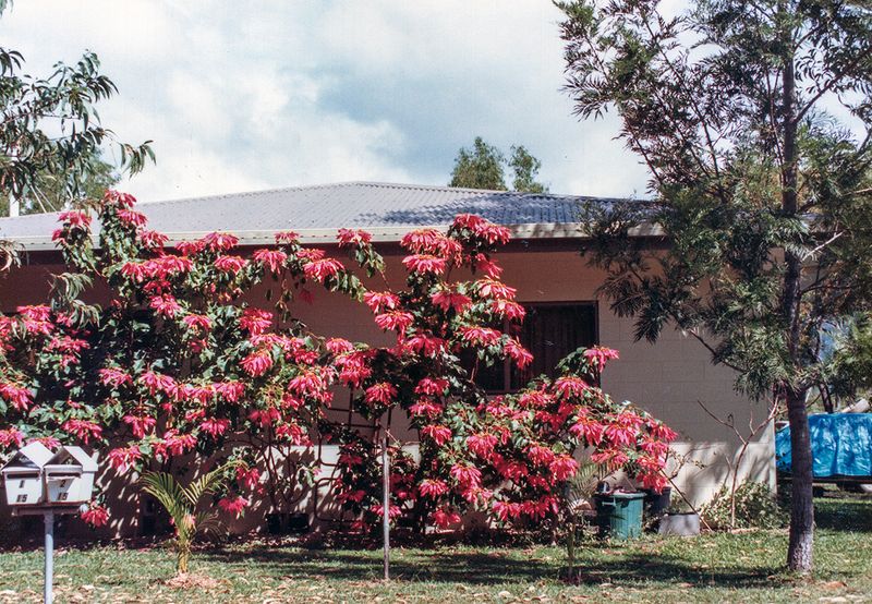 Over-the-top poinsettias