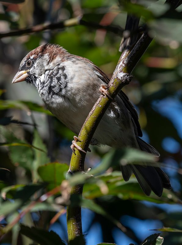 Vanishing sparrow