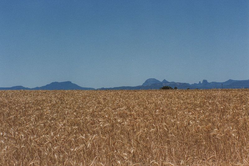 Wheat field, NSW