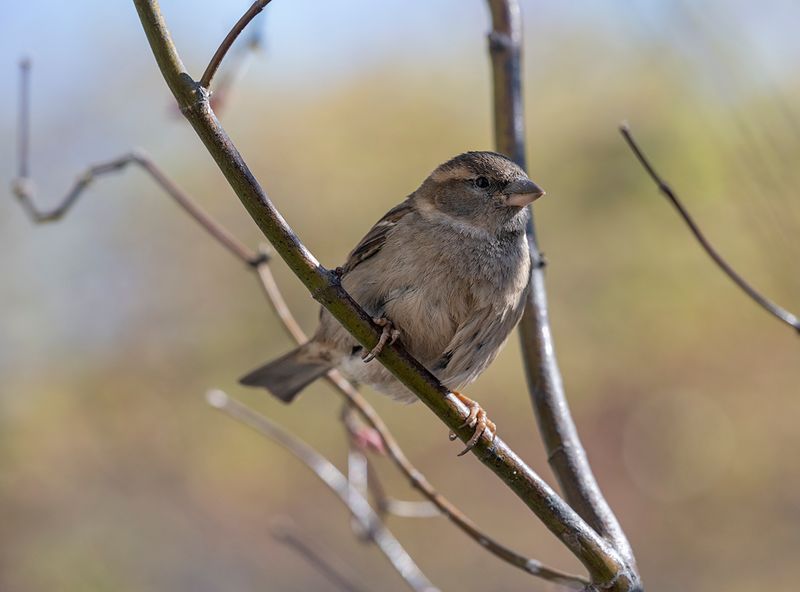 Spring sparrow