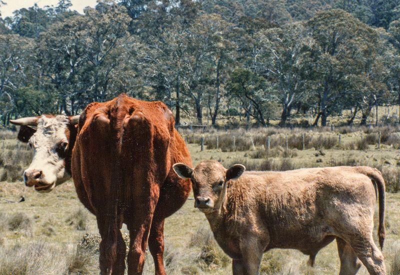 Roadside scenery, NSW