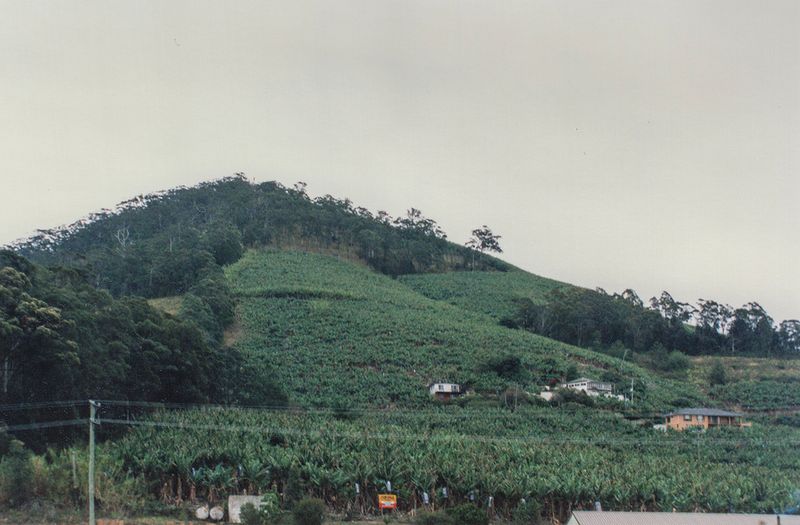 Banana plantation, Coffs Harbour, NSW