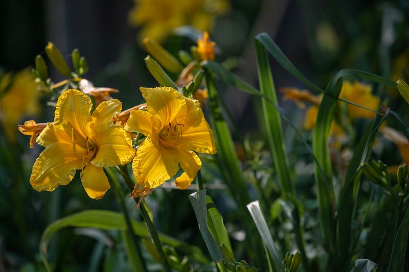 Neighboring lilies