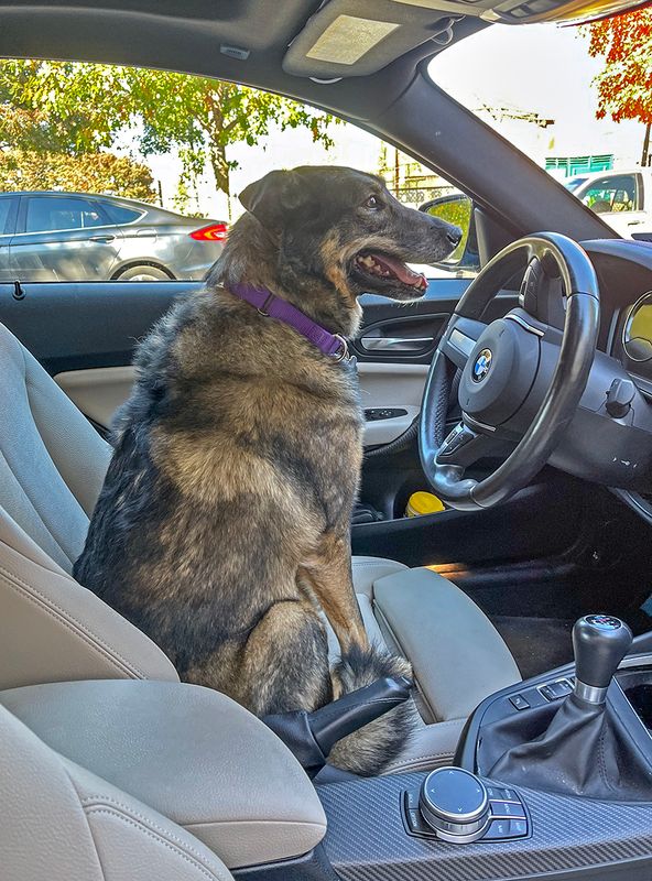 Queenie in the drivers seat