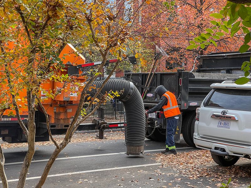 Vacuuming up the fall leaves