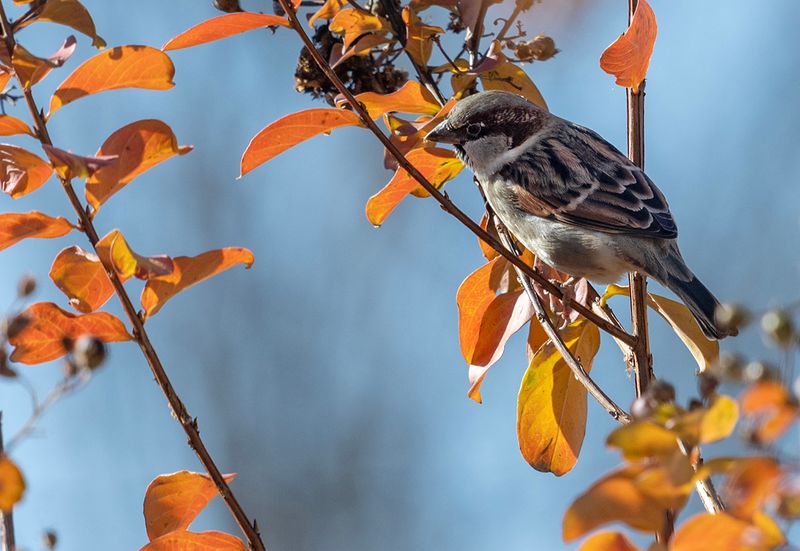 Enjoying the fall leaves