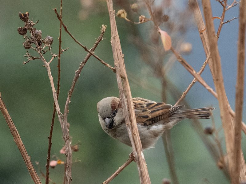 The shy sparrow