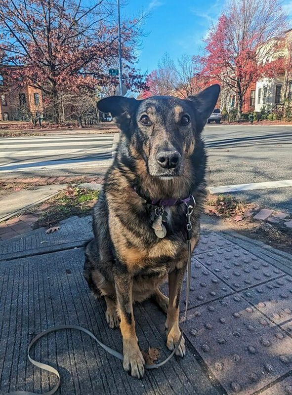 Wheres my treat for stopping at the corner?