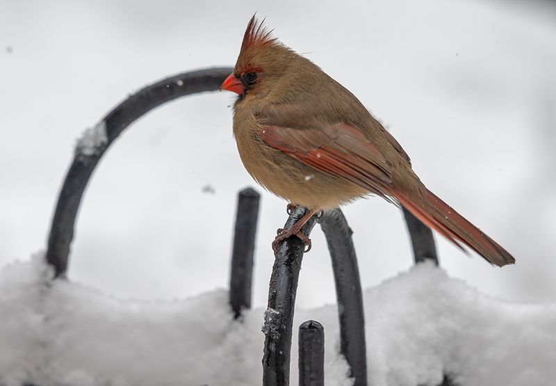 Chilly cardinal