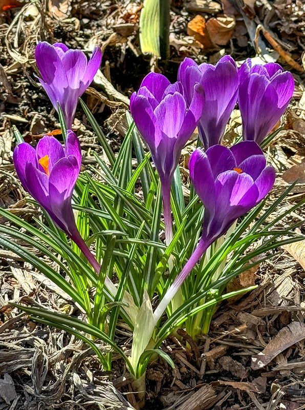 Spring has arrived
