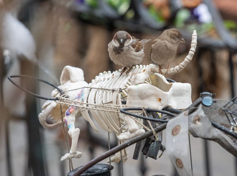 Sparrows on an interesting perch