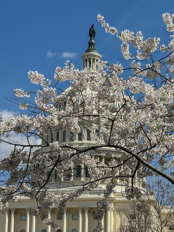 The cherry blossoms have arrived!