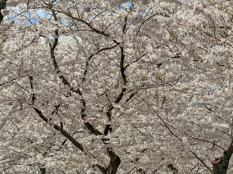 Peak bloom at the Tidal Basin