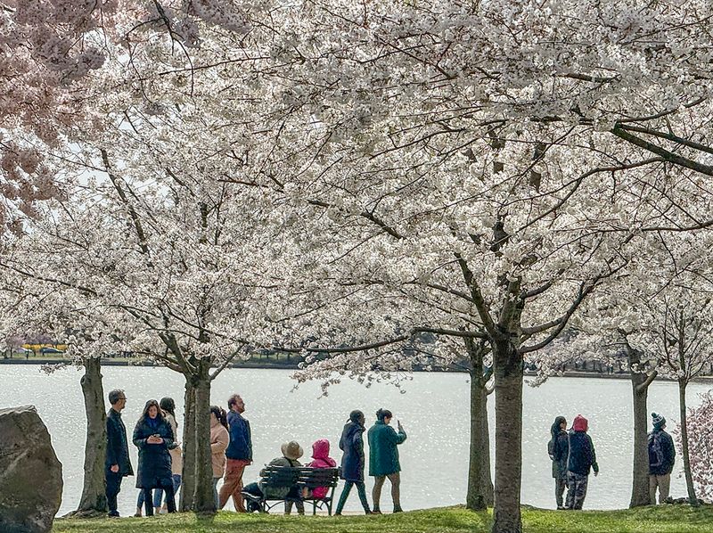 Enjoying the cherry blossoms