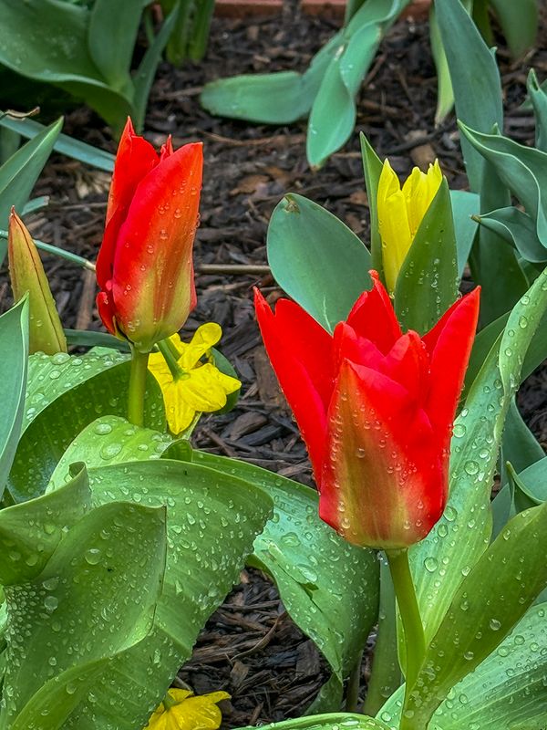 Tulip time!