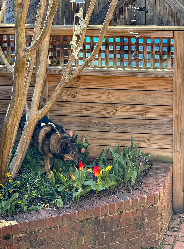 Queenie and the tulips