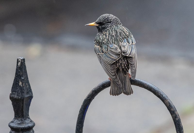 Finally, a different kind of visitor!