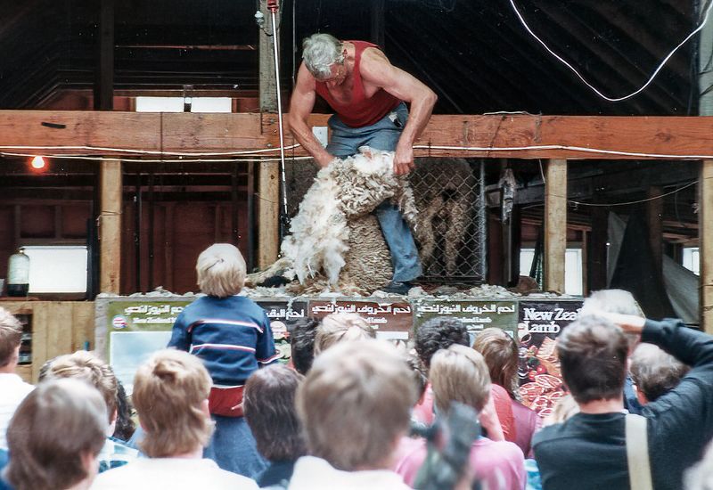 Sheep shearing demonstration