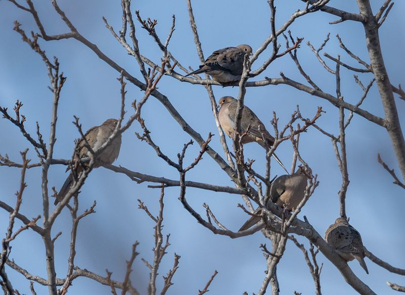5 doves in a tree