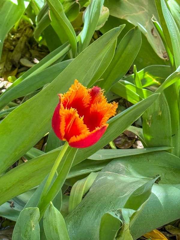 Last tulip standing