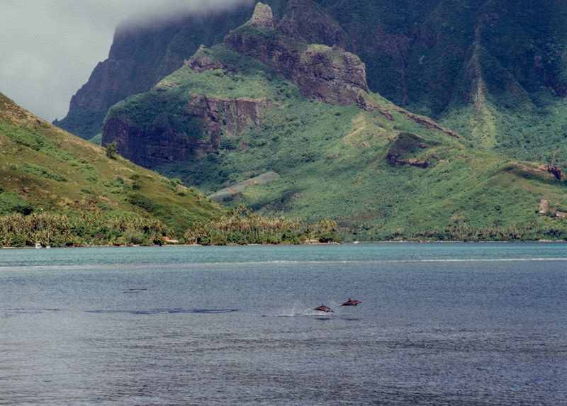 Porpoises everywhere