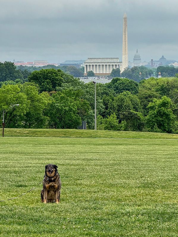 Iconic Washington, and Queenie