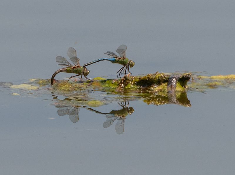 Dragonflies on the lake