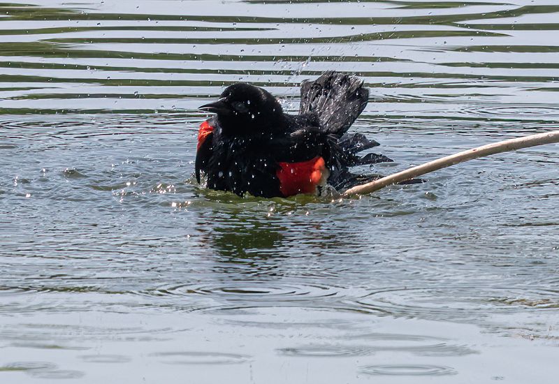 Splish splash