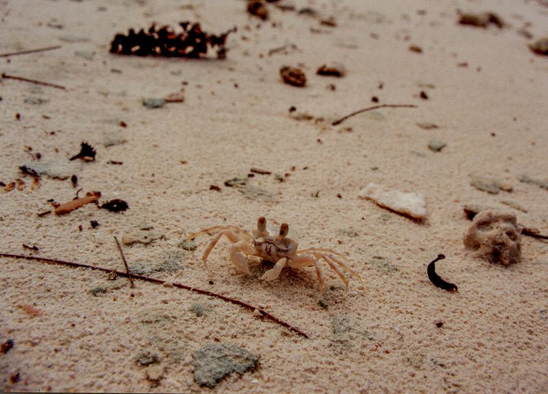 Moorea resident