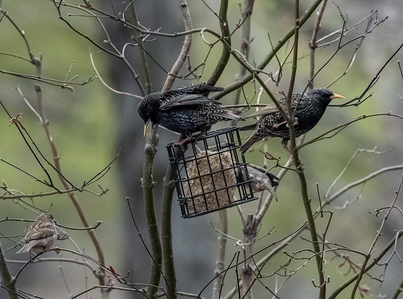 The advantage of winter trees