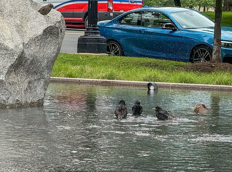 Bird bath at the memorial
