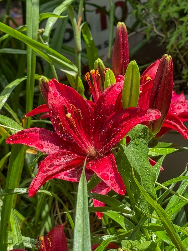 Its lily time again