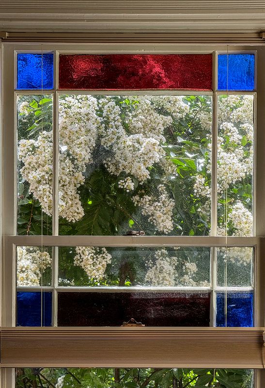 Crape myrtle gone crazy