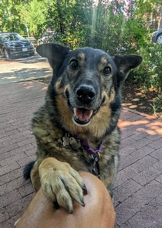 Keeping a paw on things
