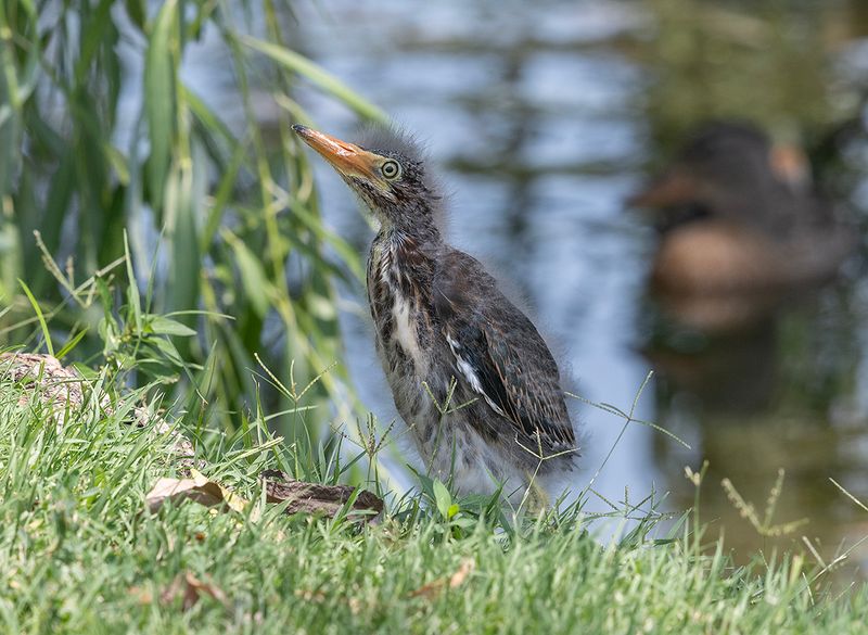 Meanwhile, on the other side of the lake