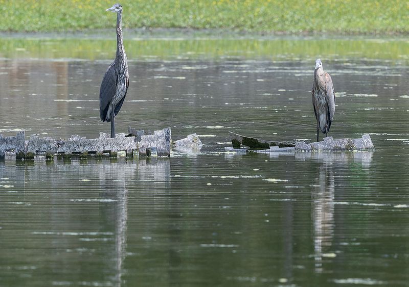 Doing their own thing