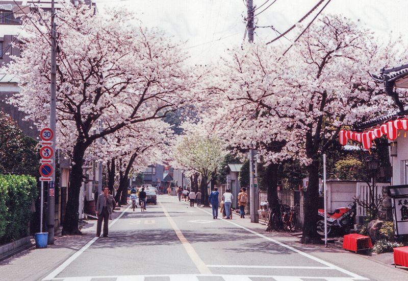 Cherry blossoms in Yokohama