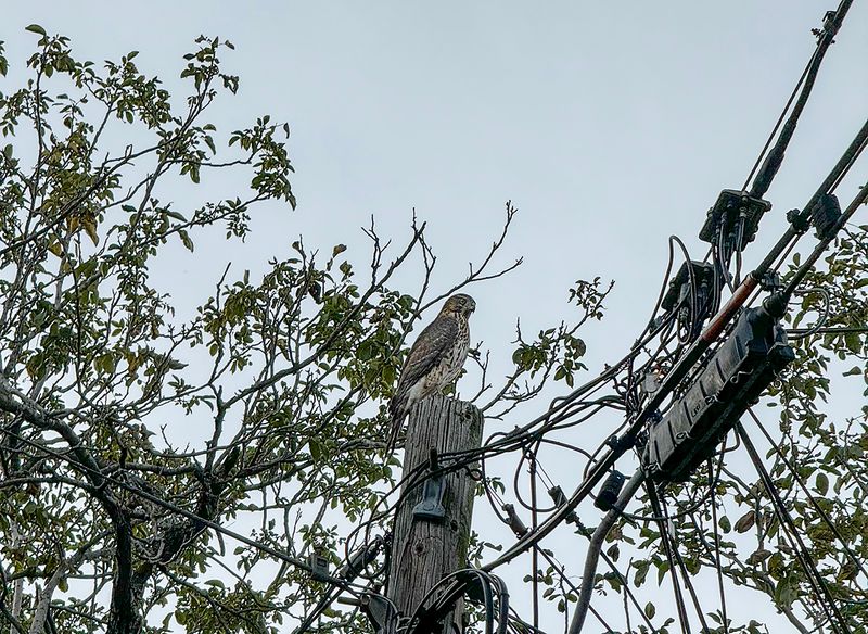 Surprise visitor